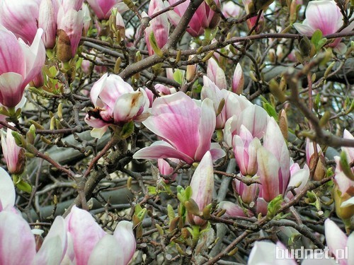 Magnolia - ozdoba ogrodu.